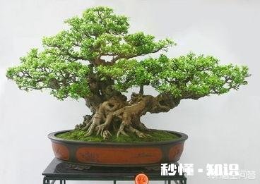 金银花老桩成活率高吗