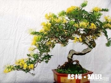 金银花老桩成活率高吗