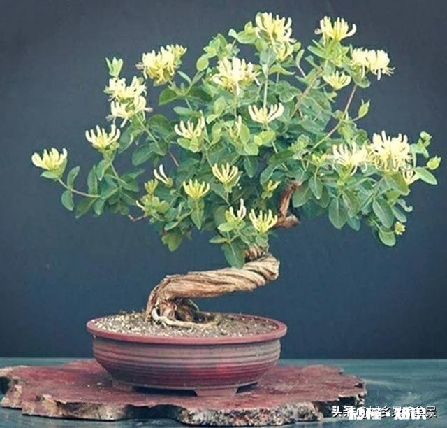 金银花老桩成活率高吗