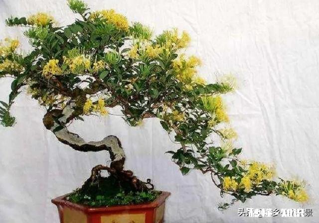 金银花老桩成活率高吗