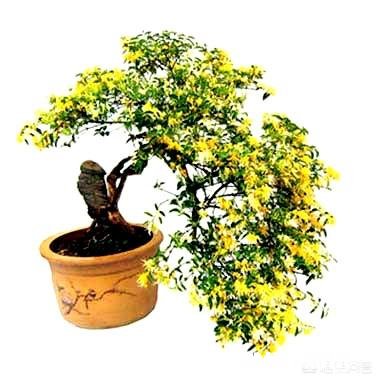 金银花老桩成活率高吗