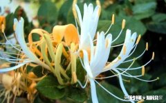 金银花老桩成活率高吗