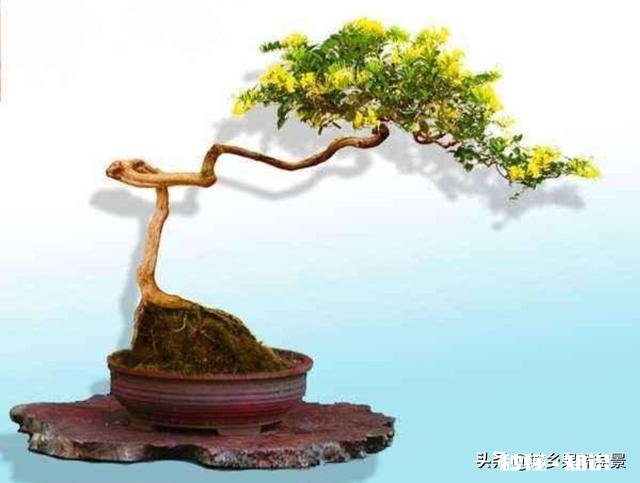 金银花老桩成活率高吗