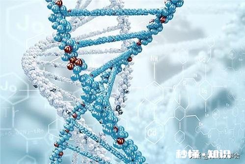 连体婴儿是如何形成的这个遗传吗