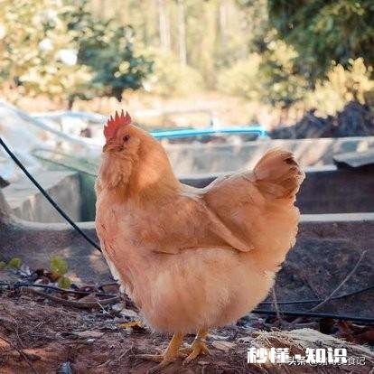 减脂健身吃的鸡胸肉是肉鸡的好还是土鸡的好