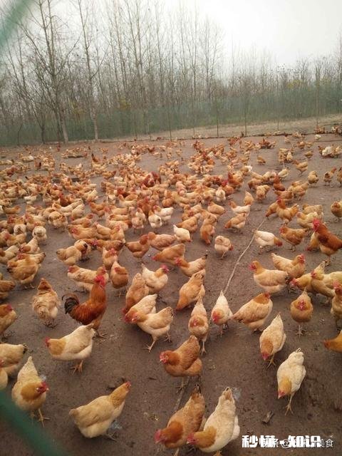 减脂健身吃的鸡胸肉是肉鸡的好还是土鸡的好