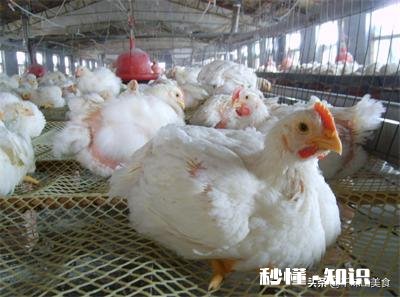 减脂健身吃的鸡胸肉是肉鸡的好还是土鸡的好