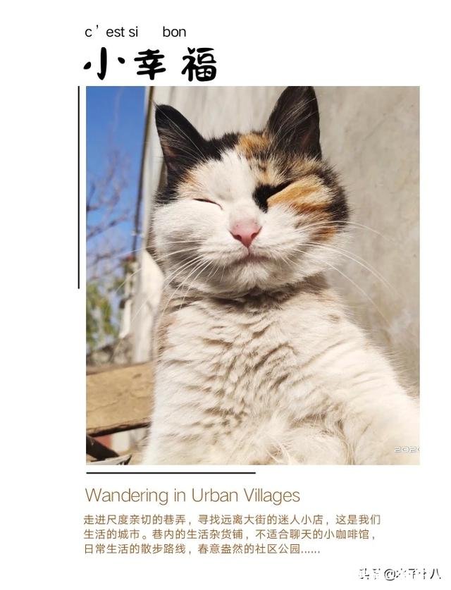 90后的你被逼婚了么单身真的会成瘾么