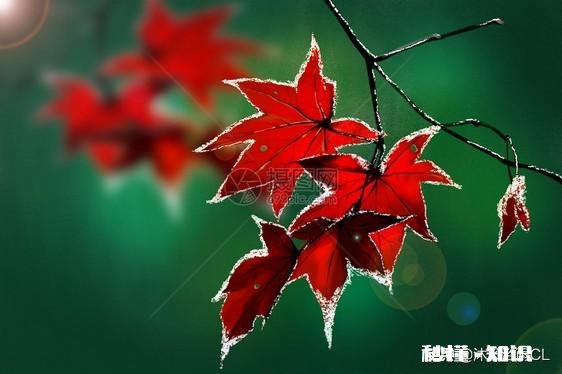 五十岁后的老师,最大危机是什么