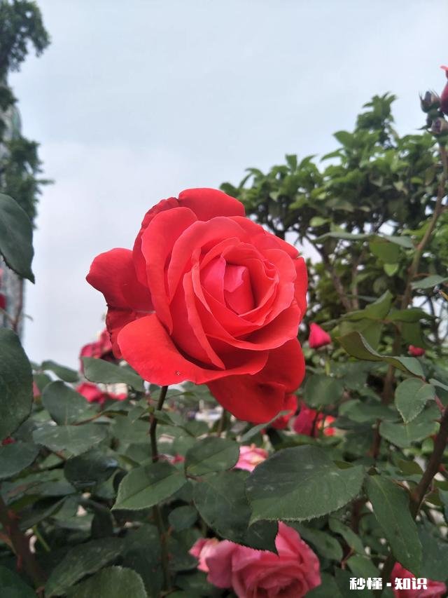 您最喜欢的作家是谁如果你有机会成为他的谁，你最希望做他的什么人