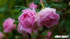 现在剪下来的没有叶子的月季枝条，能扦插成活吗要注意什么