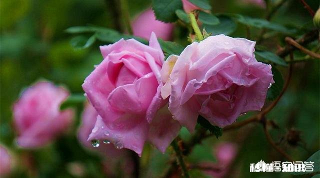 现在剪下来的没有叶子的月季枝条,能扦插成活吗要注意什么