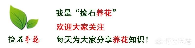现在剪下来的没有叶子的月季枝条,能扦插成活吗要注意什么
