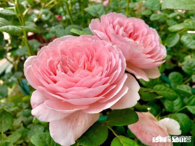 现在剪下来的没有叶子的月季枝条,能扦插成活吗要注意什么