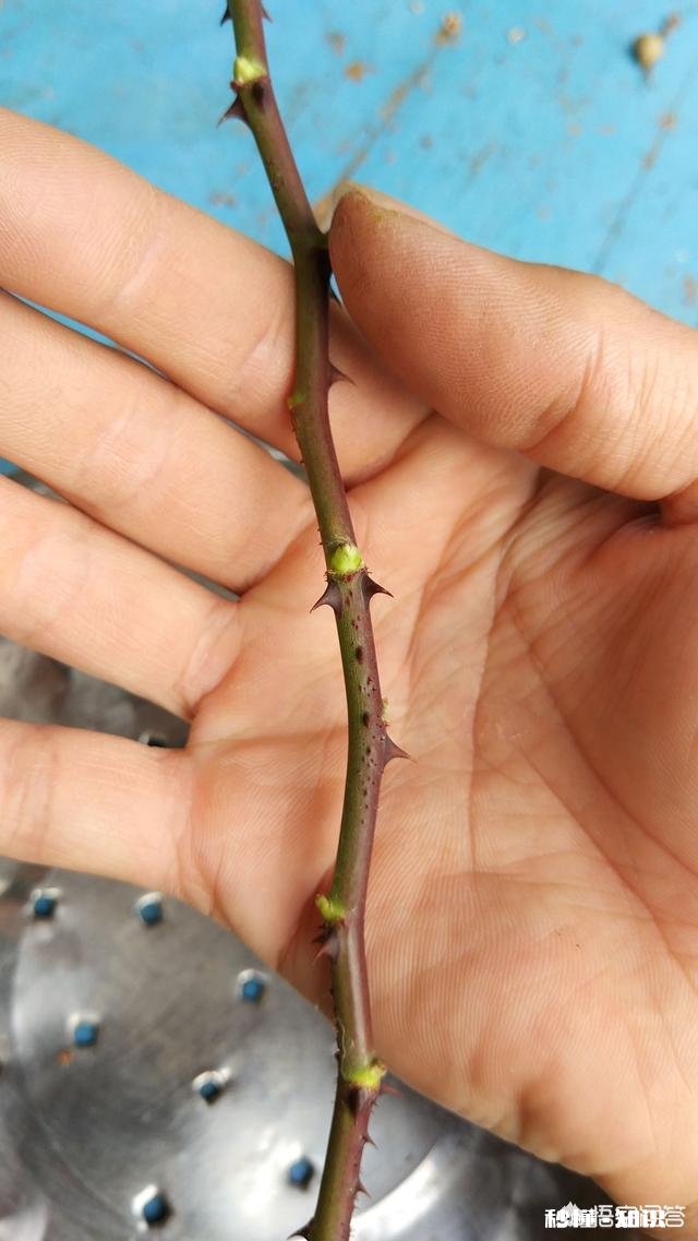现在剪下来的没有叶子的月季枝条,能扦插成活吗要注意什么