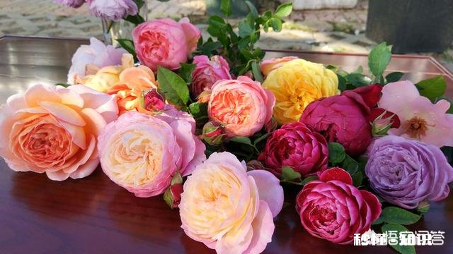 现在剪下来的没有叶子的月季枝条,能扦插成活吗要注意什么