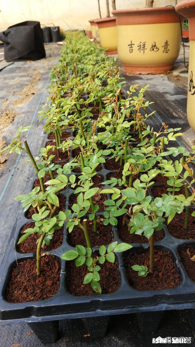 现在剪下来的没有叶子的月季枝条,能扦插成活吗要注意什么