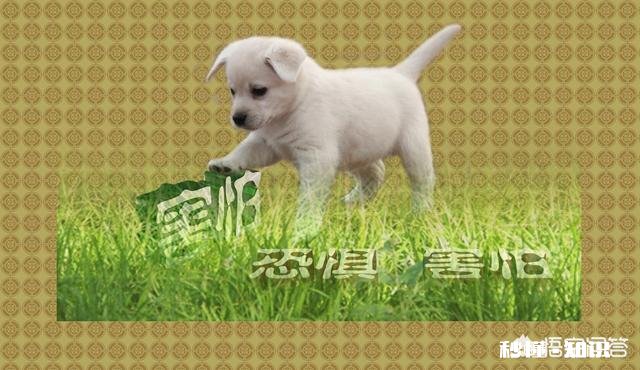 胆子很小是不是一种心理疾病