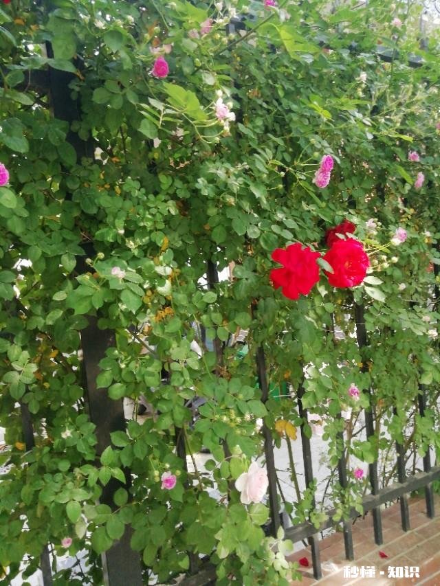 北方适合养爬藤还是灌木