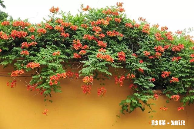 北方适合养爬藤还是灌木