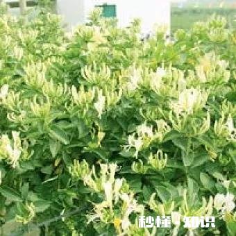 北方适合养爬藤还是灌木