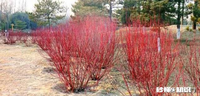 北方适合养爬藤还是灌木