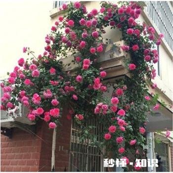 北方适合养爬藤还是灌木