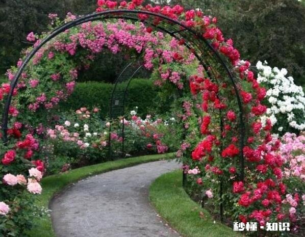 北方适合养爬藤还是灌木