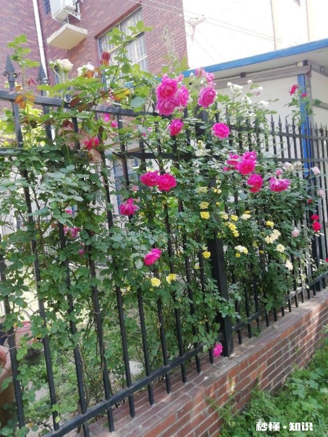 北方适合养爬藤还是灌木