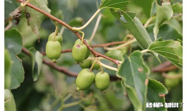 北方适合养爬藤还是灌木