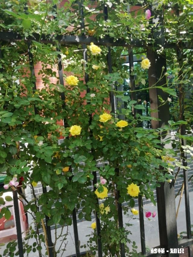 北方适合养爬藤还是灌木