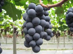 北方适合养爬藤还是灌木