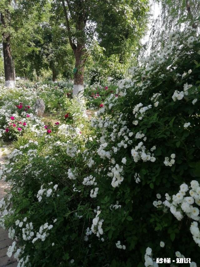 北方适合养爬藤还是灌木