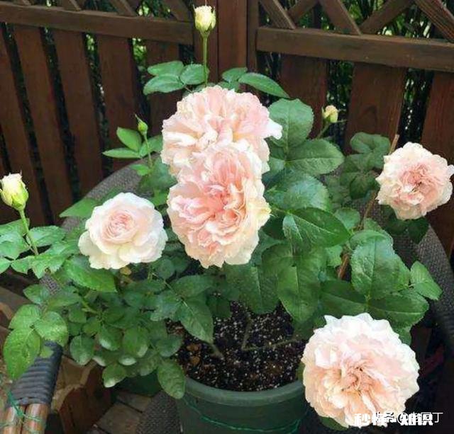 北方适合养爬藤还是灌木