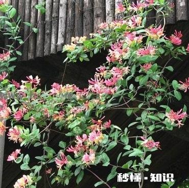 北方适合养爬藤还是灌木