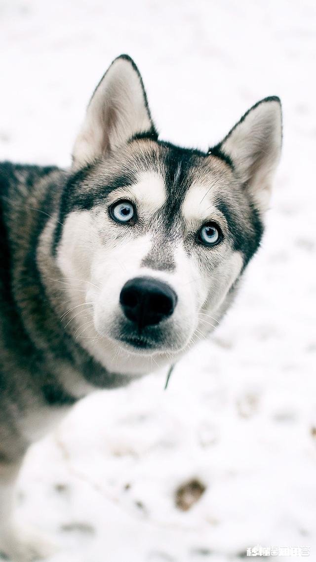 当你为提问者详细解释时，如果对方多次不耐烦地用“我知道”来打断你，此时你会是什么感受