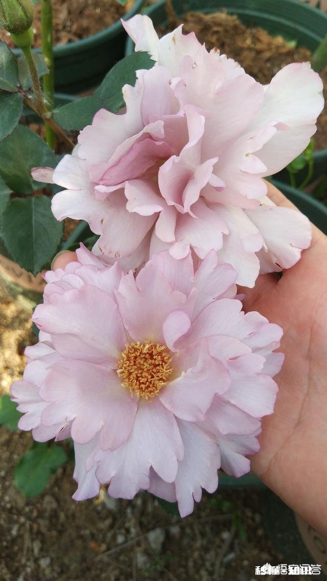 月季新品种价格昂贵，如果自己培育新品种，市场前景如何