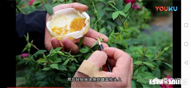 月季新品种价格昂贵，如果自己培育新品种，市场前景如何