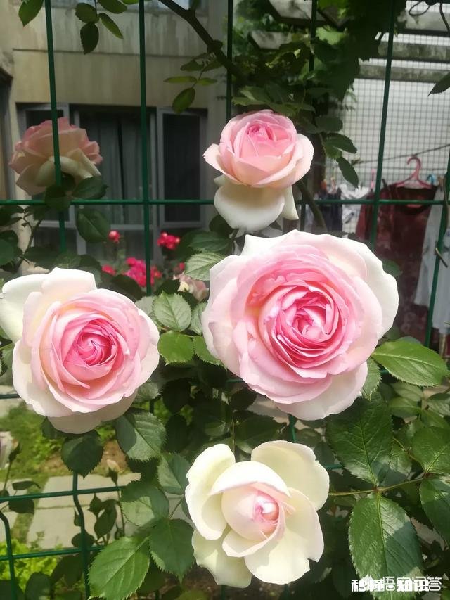 月季新品种价格昂贵，如果自己培育新品种，市场前景如何