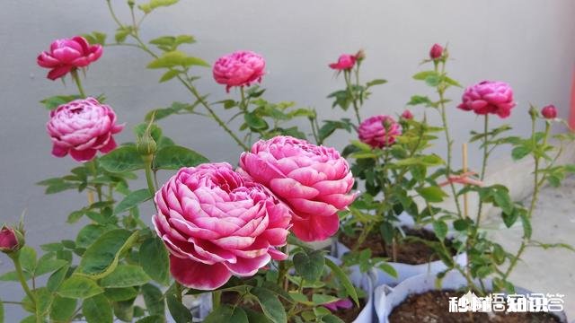 月季新品种价格昂贵，如果自己培育新品种，市场前景如何