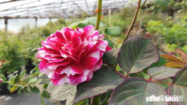 月季新品种价格昂贵，如果自己培育新品种，市场前景如何