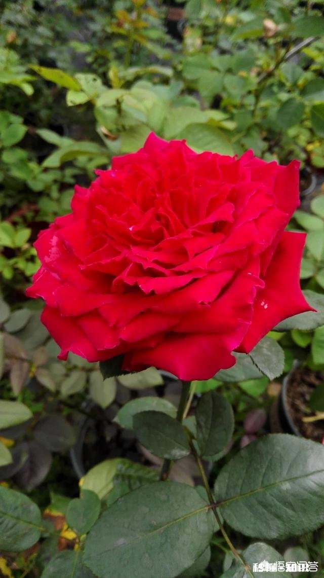 月季新品种价格昂贵，如果自己培育新品种，市场前景如何