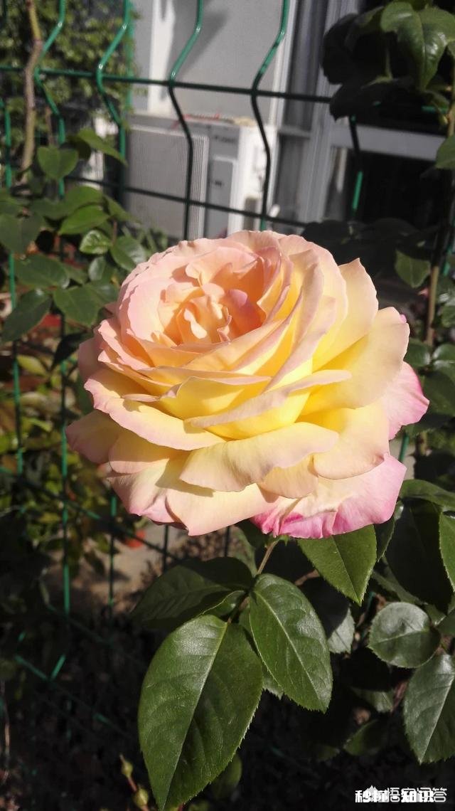 月季新品种价格昂贵，如果自己培育新品种，市场前景如何