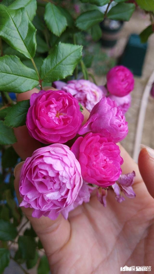 月季新品种价格昂贵，如果自己培育新品种，市场前景如何