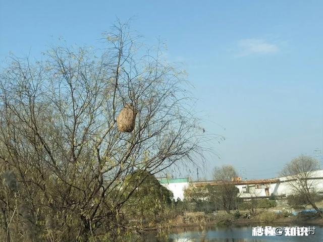 疫情过后,农民种植中药材的前景如何