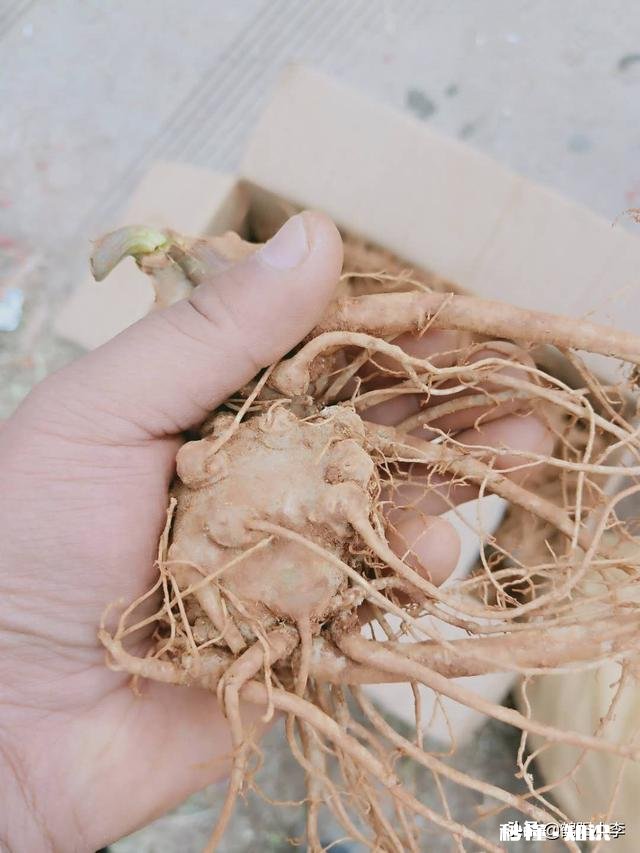 疫情过后,农民种植中药材的前景如何