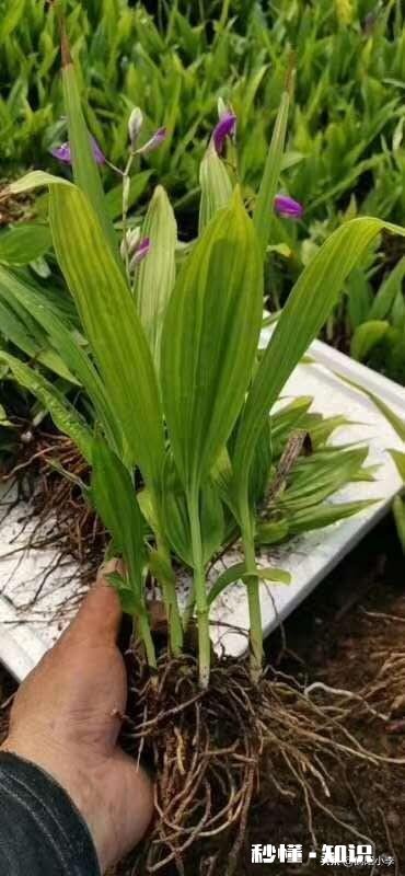 疫情过后,农民种植中药材的前景如何