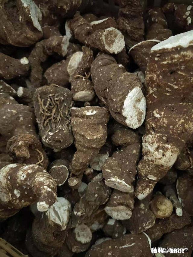 疫情过后,农民种植中药材的前景如何