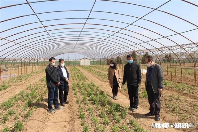 疫情过后,农民种植中药材的前景如何