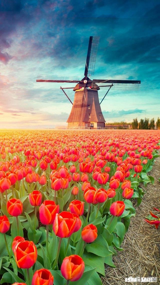 要是让你用一句话来描述自己想要的真实爱情，你会用哪句话